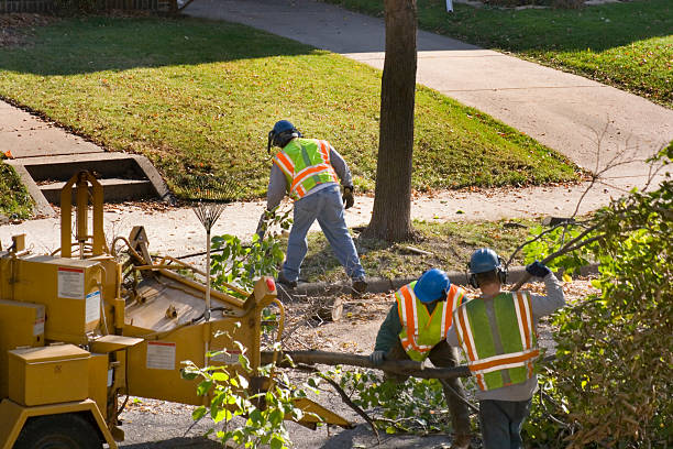 Best Emergency Tree Removal  in Ronkonkoma, NY