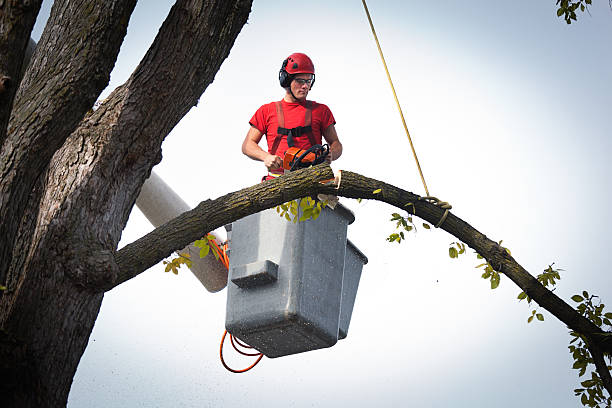 Best Tree Trimming and Pruning  in Ronkonkoma, NY