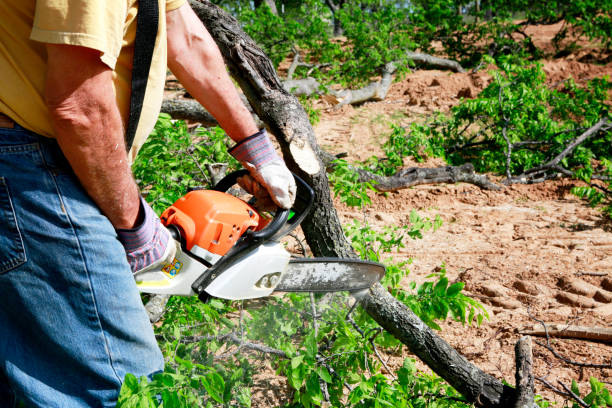 Best Tree Maintenance Programs  in Ronkonkoma, NY